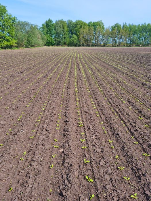 Siew w technologii strip till burak, Kukurydza