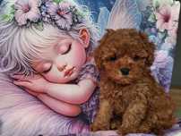 Maltipoo piesek z certyfikatem
zaszczepiony stosownie do wieku, kilkuk