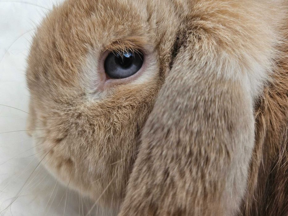 Króliki Mini Lop 4 dorosłych królików klatki słupki dokumenty