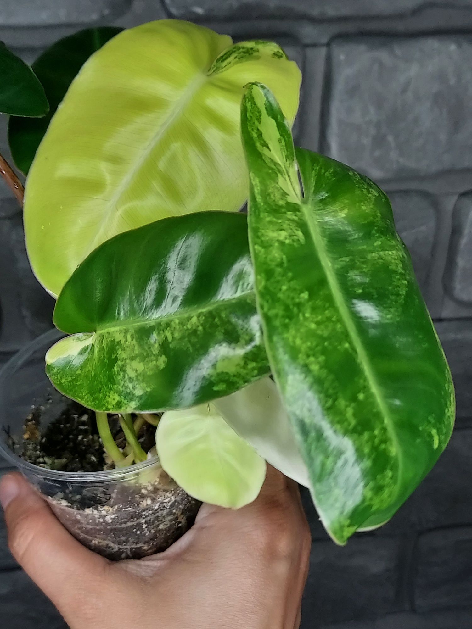 Philodendron Burle Marx Variegata #3