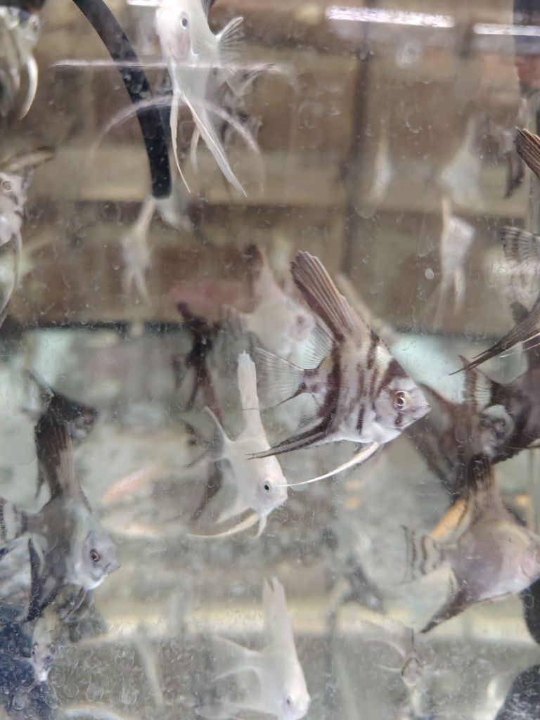 Skalar mix tylko 7 zł różne odmiany barwne