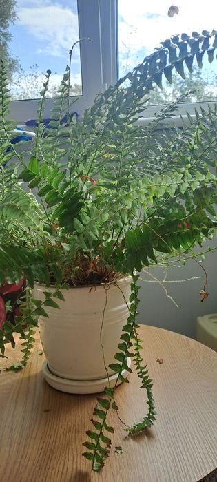 Папоротнік великий