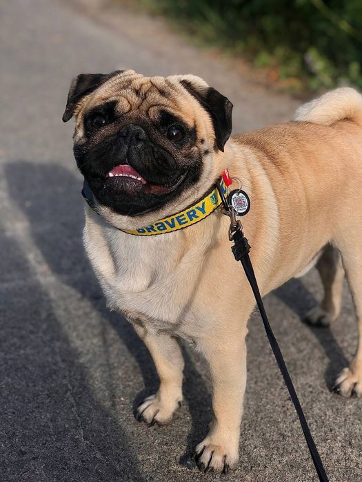 *** Найкращій Мопс, в'язка  ***