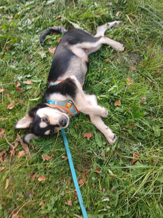 Oddam pieska w dobre rece