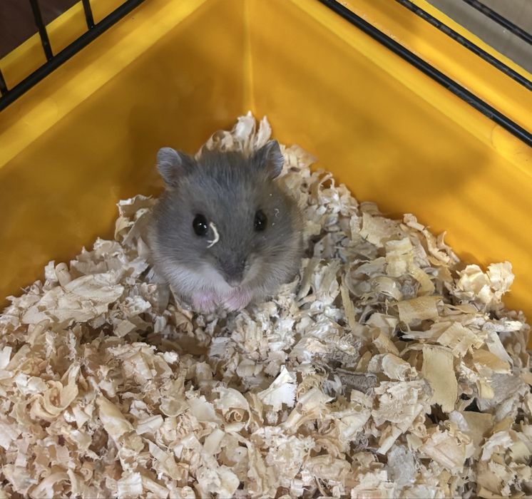 Хом’ячка Джунгарики