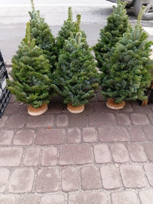 Ялиночки. Красиві