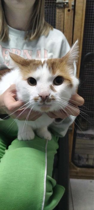Rudy koty do pilnej adopcji
