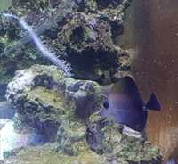 Ryba Zebrosoma Scopas . Akwarium morskie