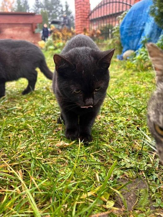 Krecia szuka nowej rodziny