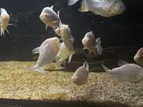 Pirania red pacu albino
