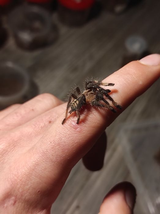 Psalmopoeus irminia