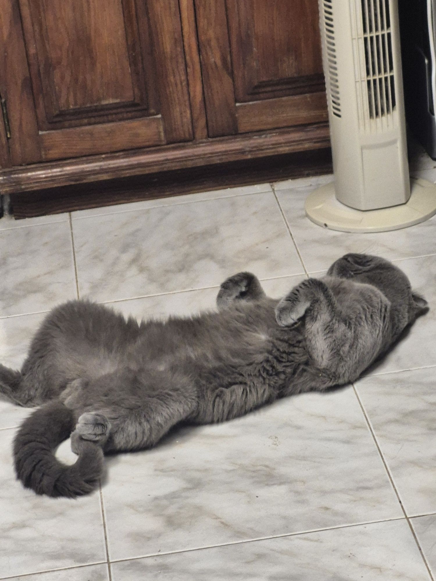 British shortair femea tabby