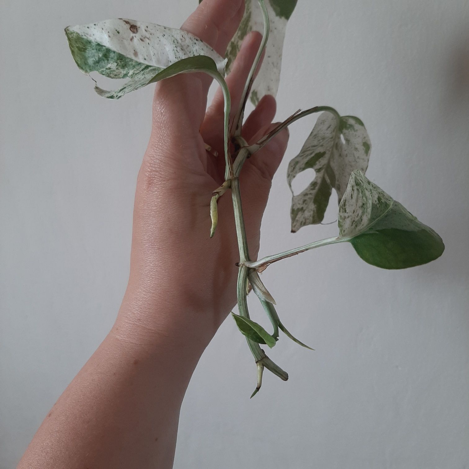 Epipremnum pinatum marble variegata