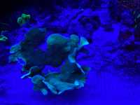 akwarium morskie - koralowce - pavona sp 2