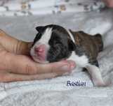 Amstaff uroczy, najwyższej jakości