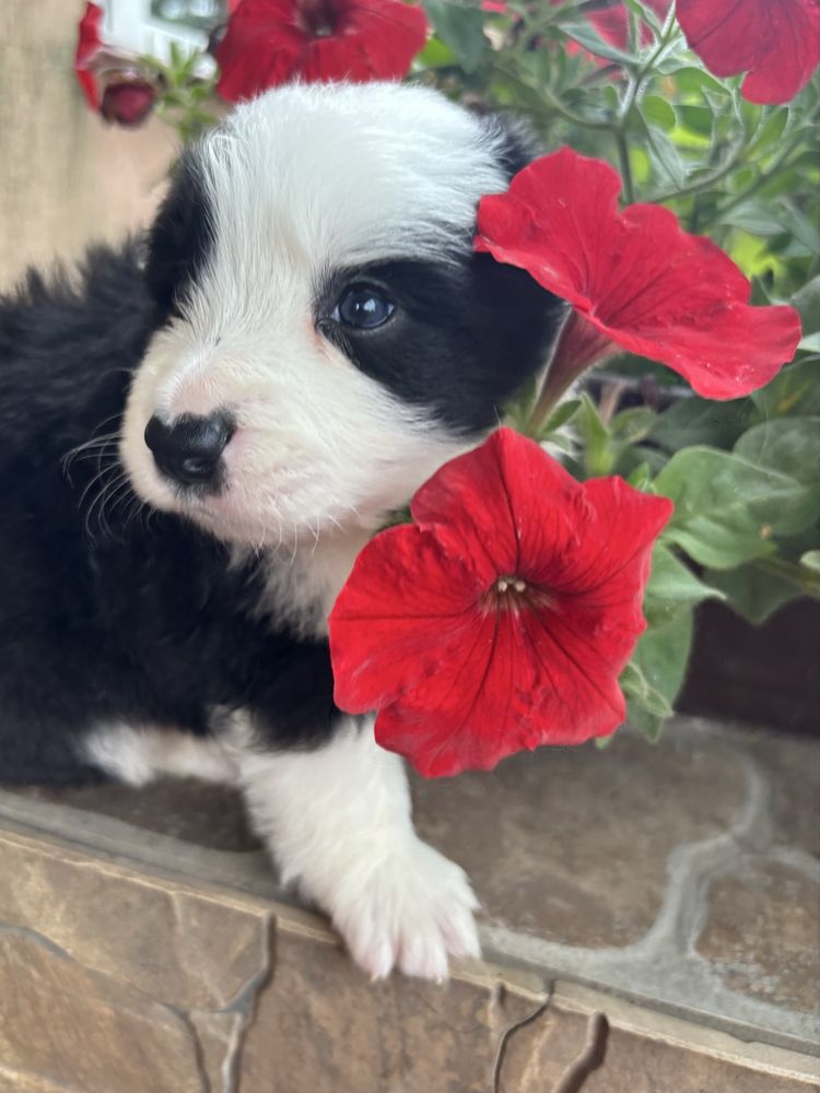 Border collie suczka z rodowodem