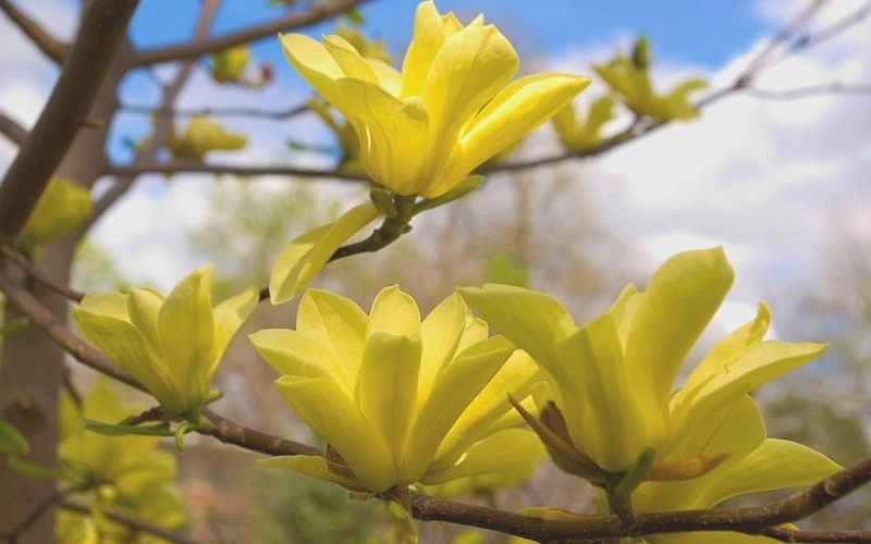 МАГНОЛІЯ Джені Фелікс Блек Тюліп Сенсація Альба Вулкан Суланж Елізабет