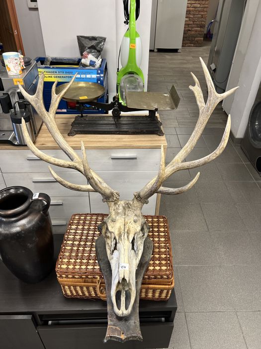 Poroże - możliwy transport