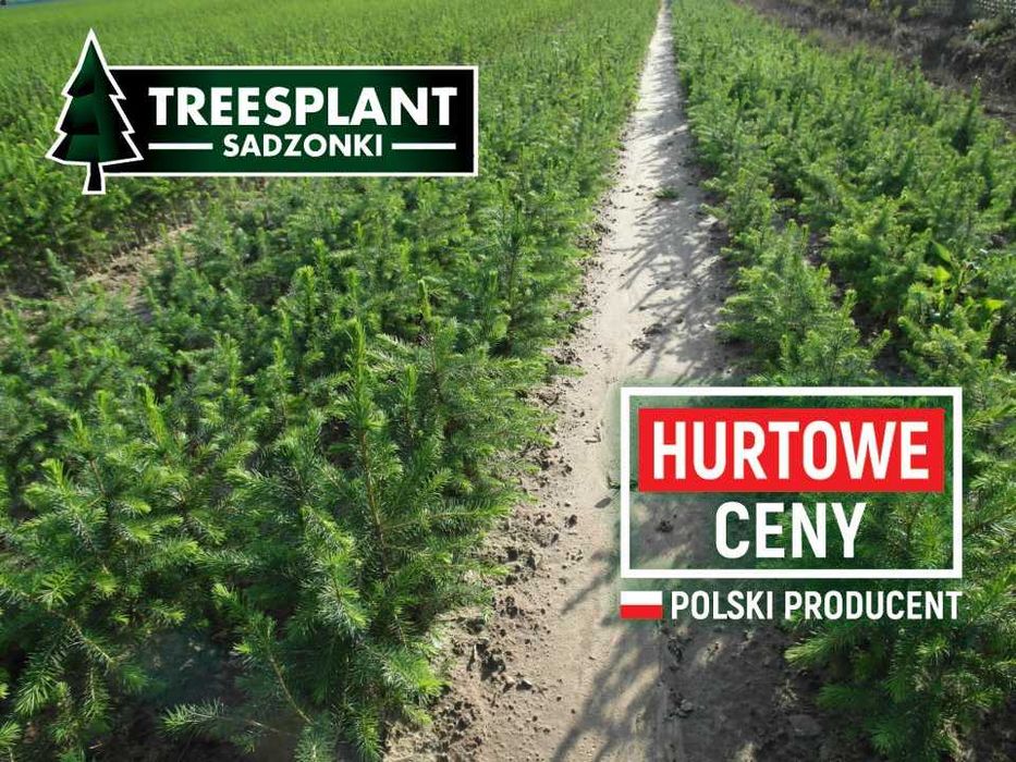 OPOLE Sadzonki Świerk Serbski Omorica 2/1 / jodła kaukaska srebrny