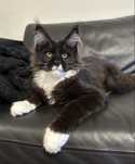 Elmo - wyjątkowy kocurek  Maine Coon gotowy do odbioru