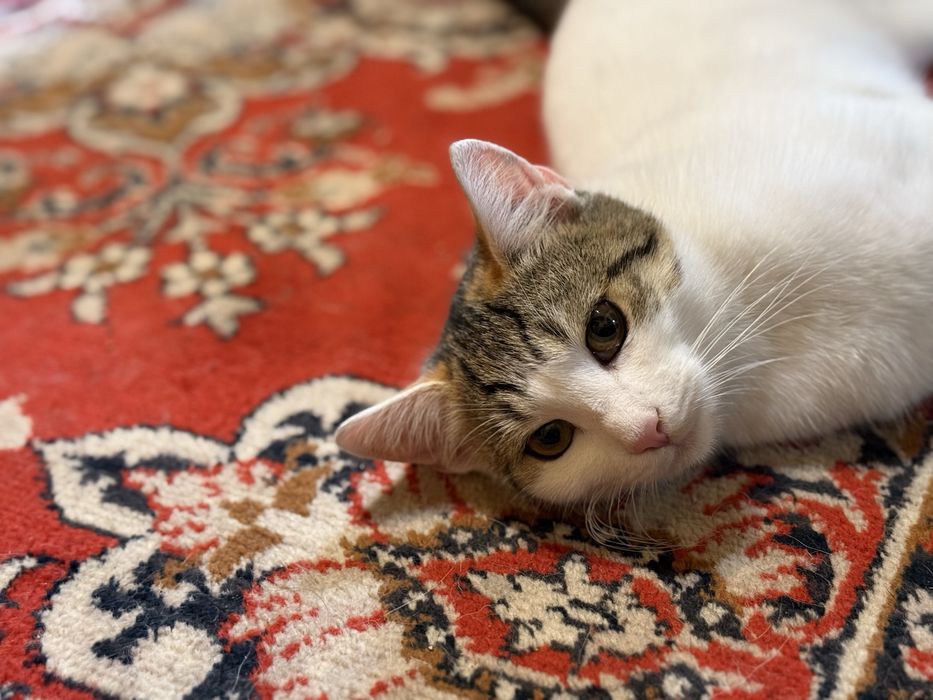 Белая ласковая кошечка нуждается в доме