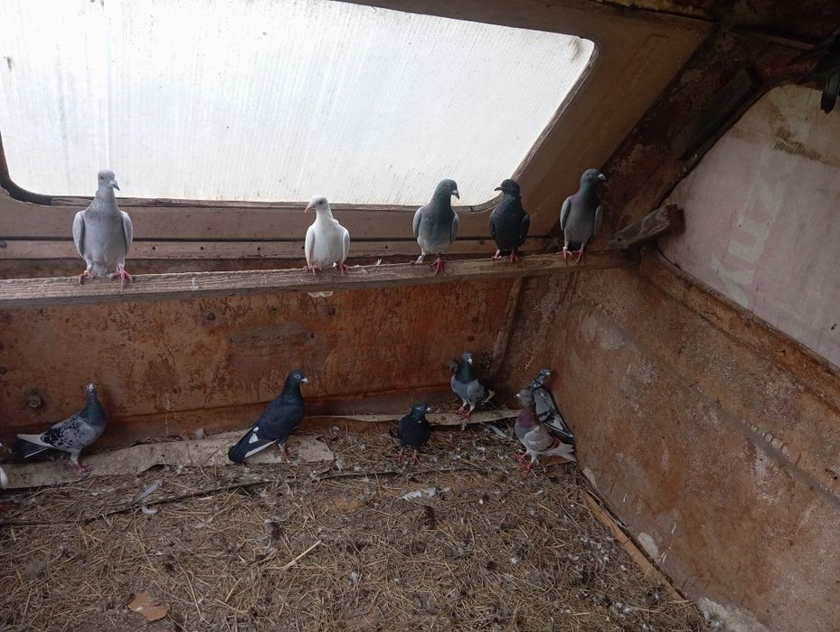 Gołębie mieszane itd