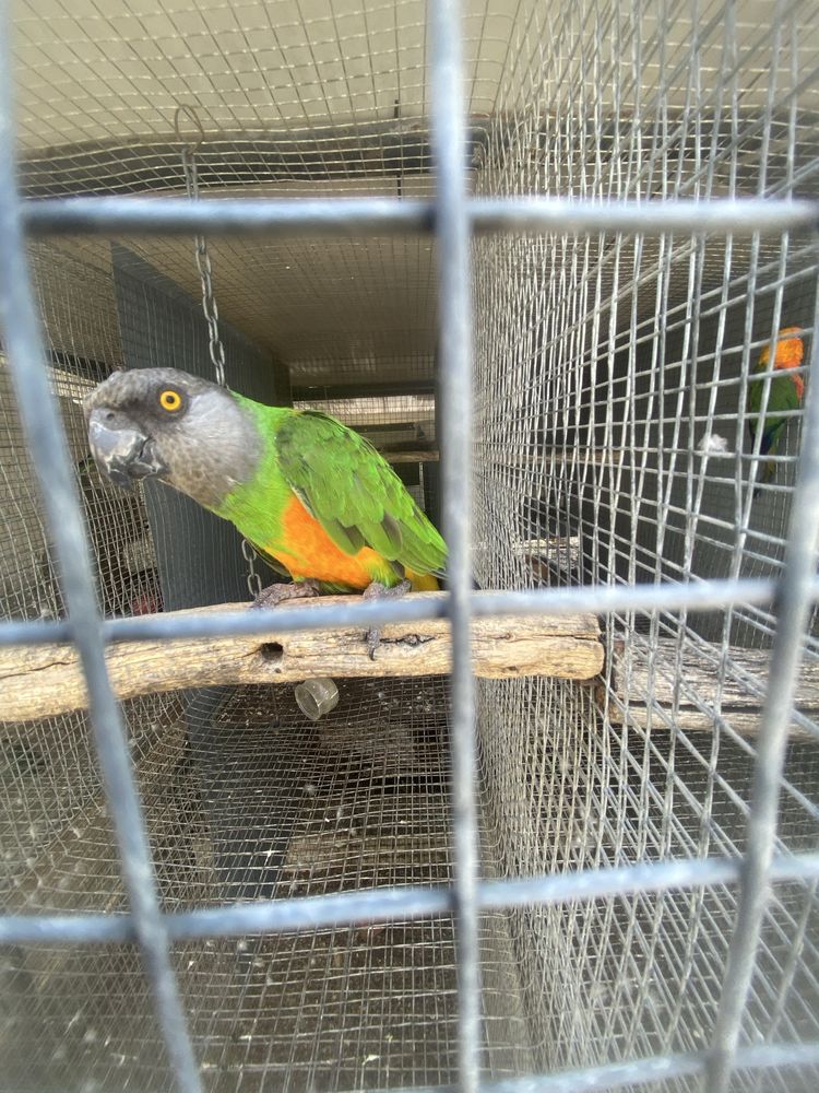 Papagaio senegal