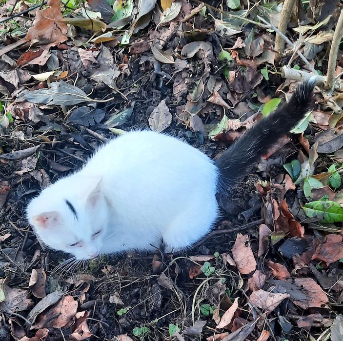 Młody kocurek szuka domu pełnego miłości.