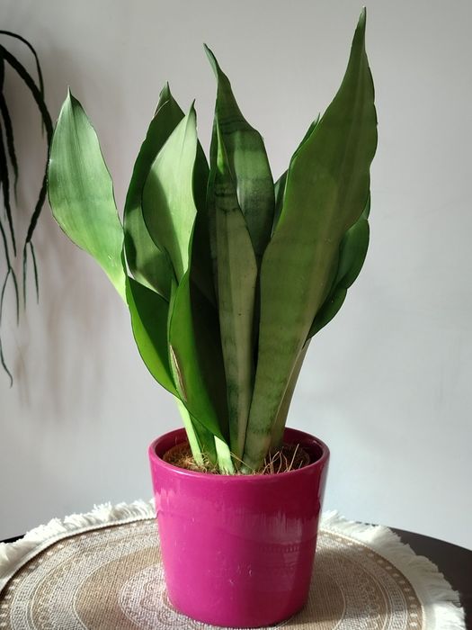 Sansevieria  Moonshine nadwyżka