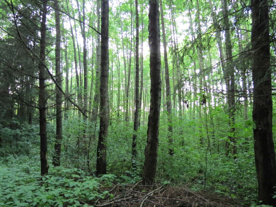 Sprzedam las świerkowy i sosnowy