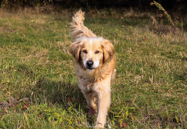 Mix cocer spaniel i golden do adopcji!