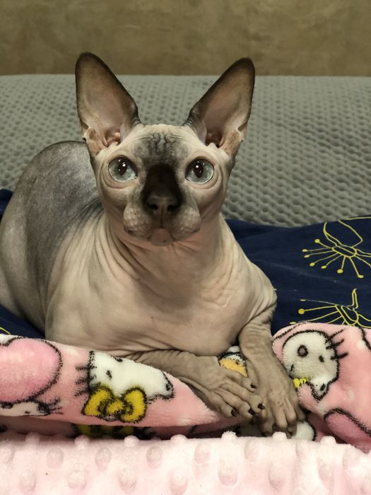 Кошка шоколадный поинт