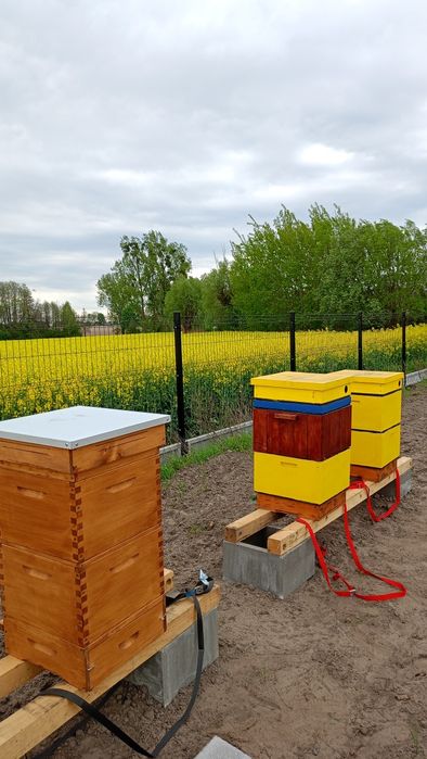 Miód od pszczelarza WIELOKWIATOWY pyszny i naturalny z wysyłką