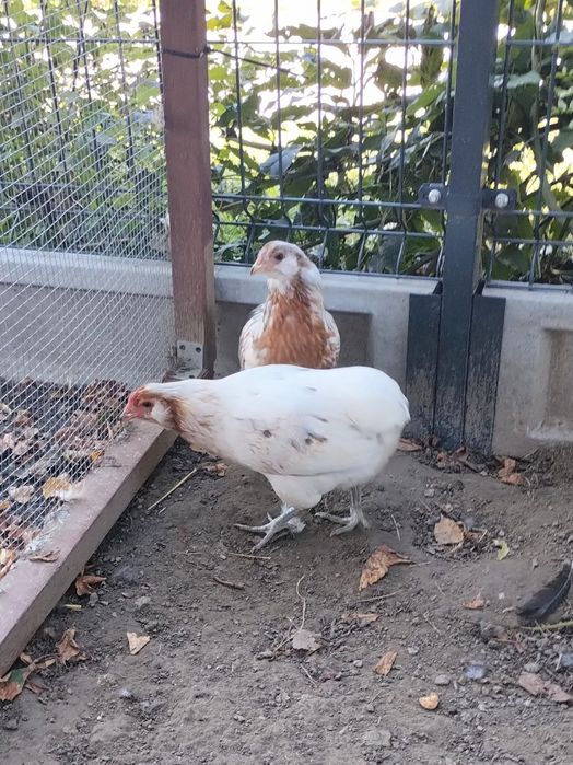 Same Kury/Kura Araucana. Araucany bezogoniaste.