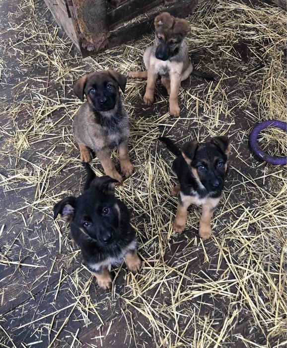 Продаються цуценята Німецької вівчарки