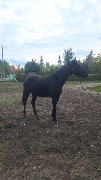 Wałach wielkopolski