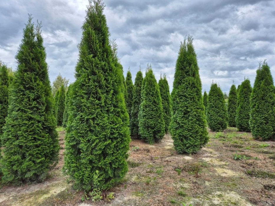 Tuja Szmaragd/Tuje Szmaragd 240cm, Sadzenie transport
