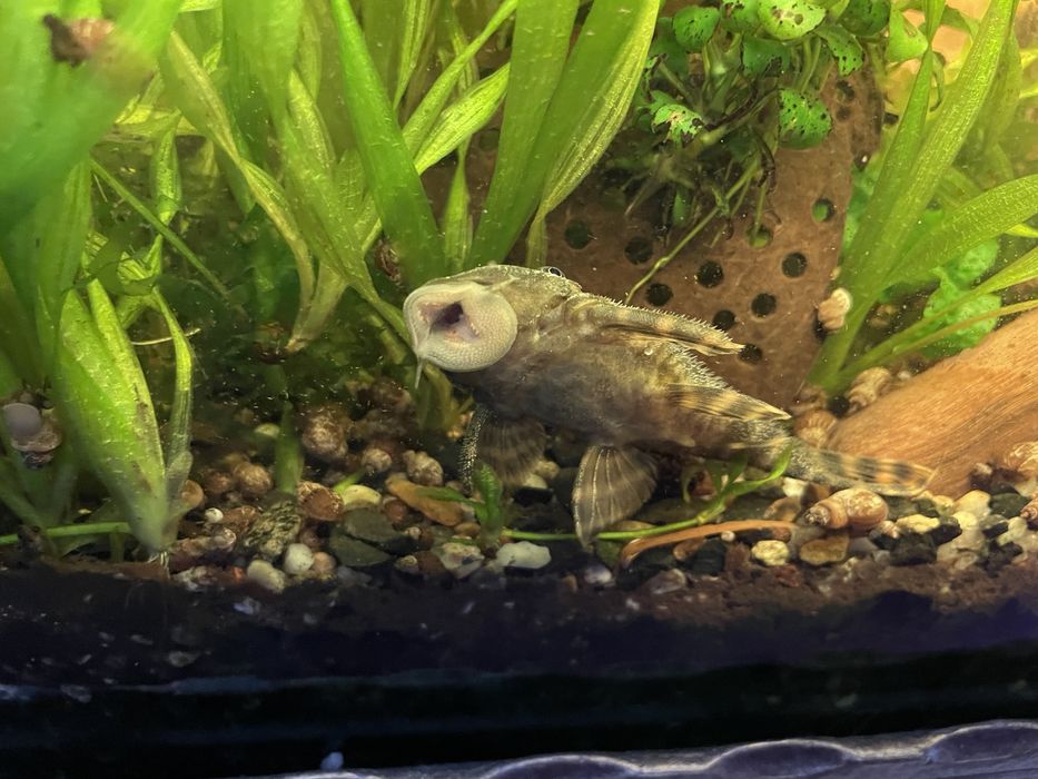 Номерной сом L-206, взрослые