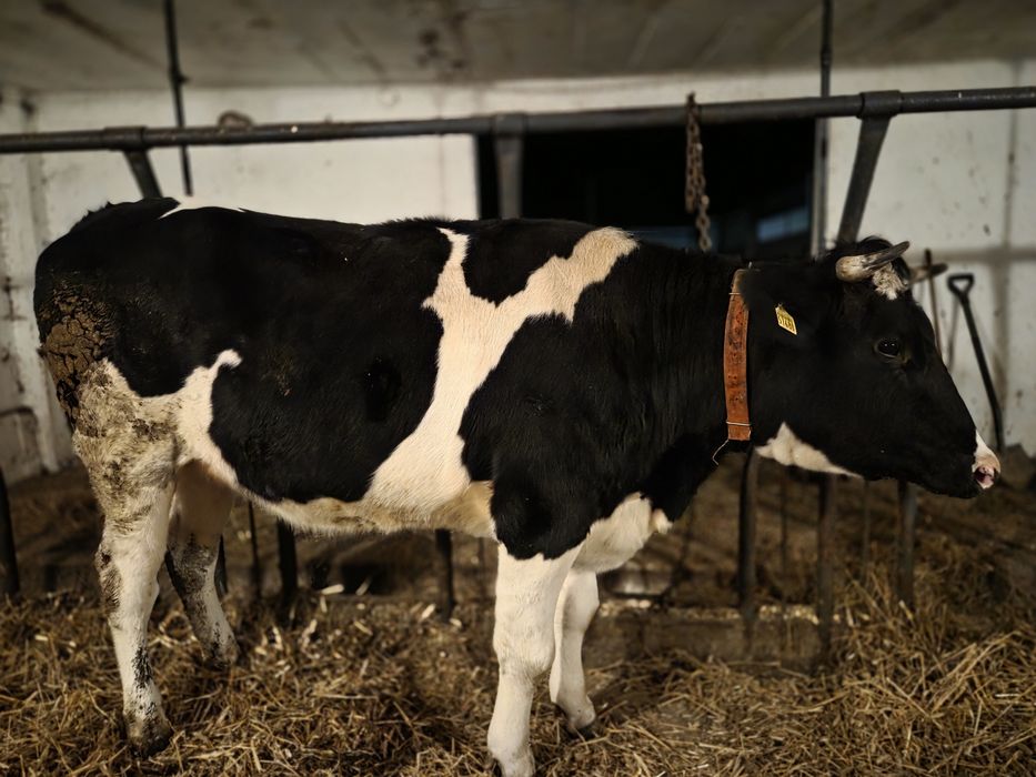 Jałówka Wysokocielna