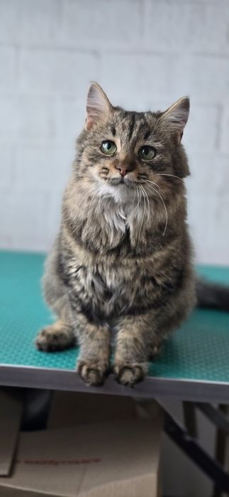 Молода кішка шукає дім