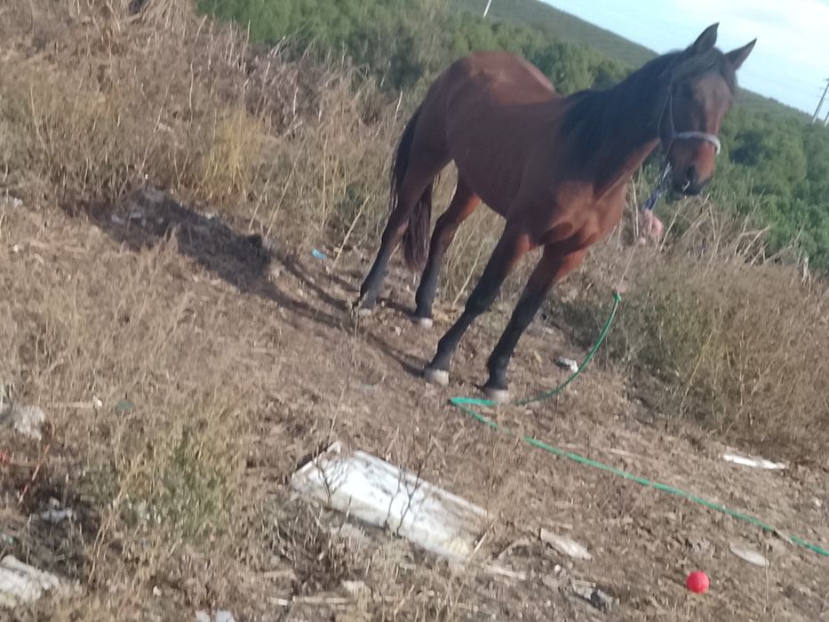 Vendo ou troco um égua com 3 anos muito mansa