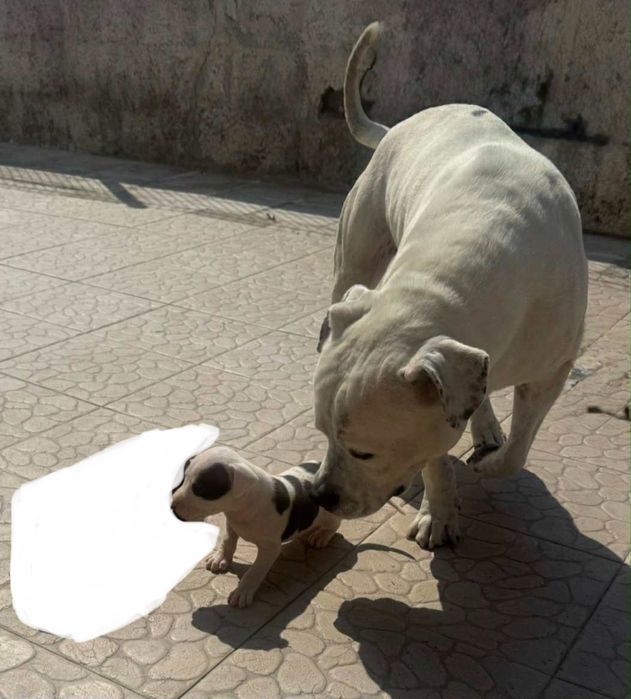 Para venda, lindo exemplar…