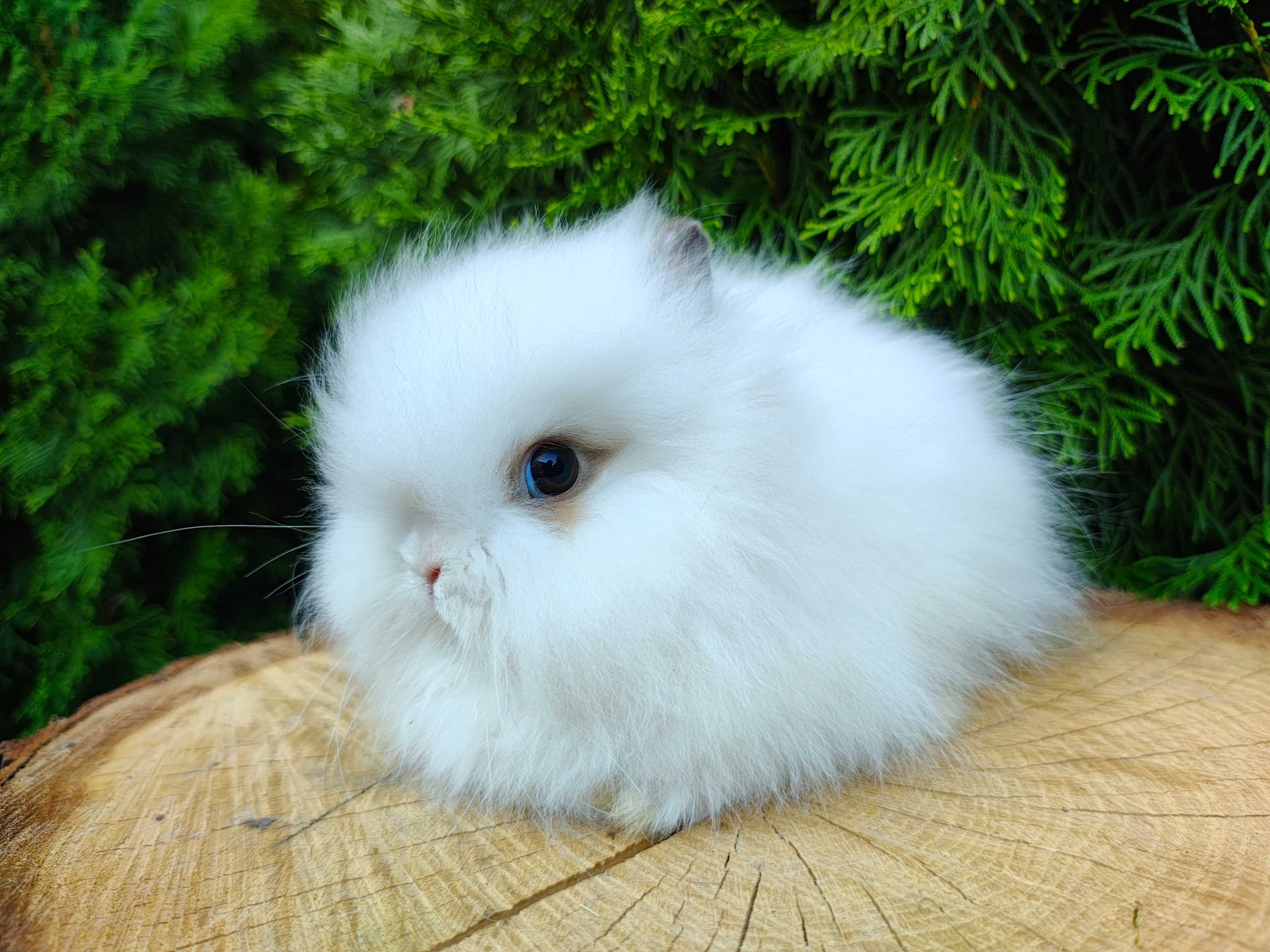 Urocze króliczki Karzełki Teddy.