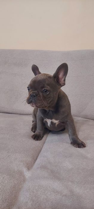 Buldog Francuski suczka niebieska Auria rodowód