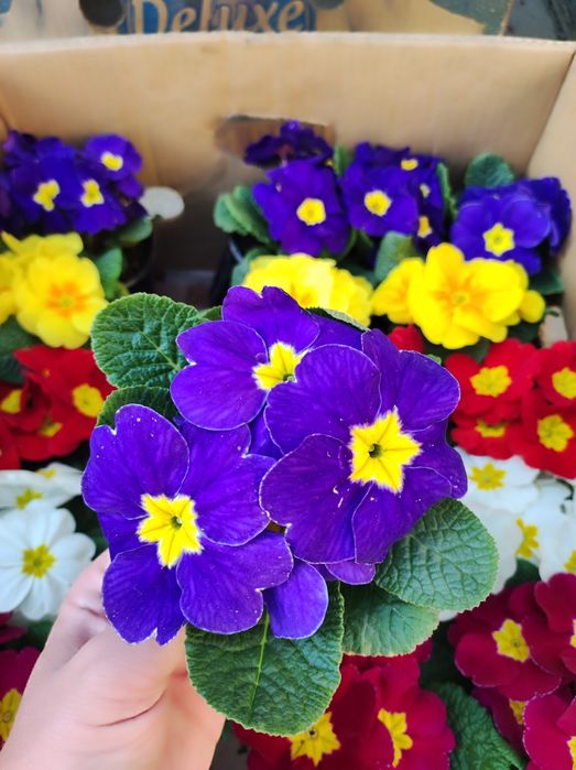 Примула на дорощення