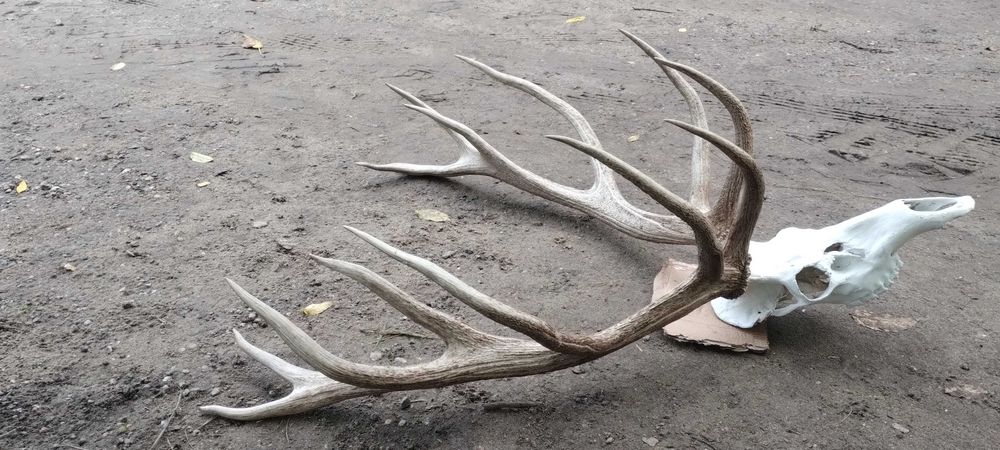Piekny wieniec jelenia poroże trofeum rogi