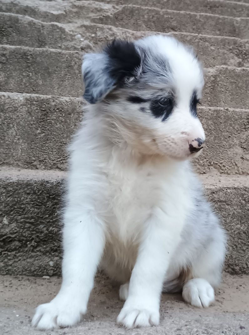 Samiec blue merle border collie metryka FCI