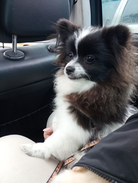 Померанский шпиц девочка