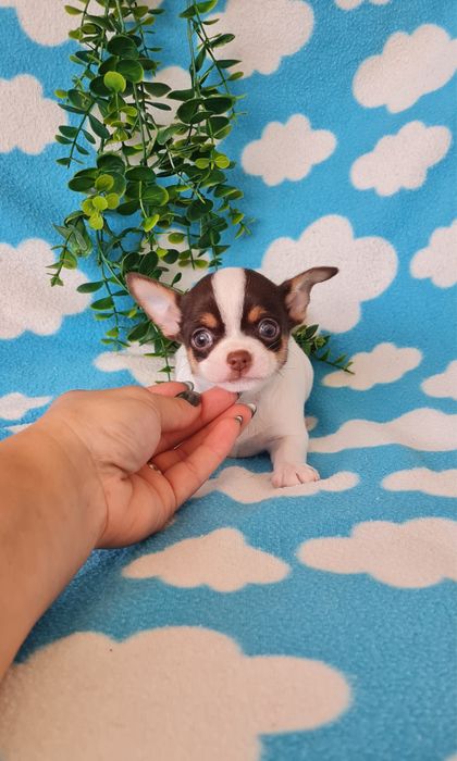 Estupendo chocolate chihuahua/chiuaua de Qualidade
