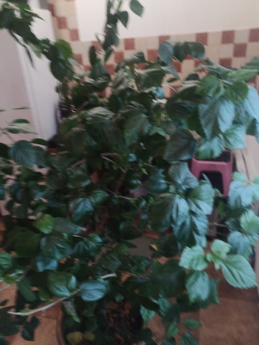 Гібіскус ,  кімнатна троянда , роза.